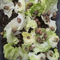 حلزون طبی آرایشی سانتی ده هزارتومان