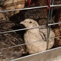 فروش بلدرچین وتخم بلدرچین|حیوانات مزرعه|سیاهکل, |دیوار