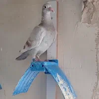 جوجه کفتر پلاکی مسافتی