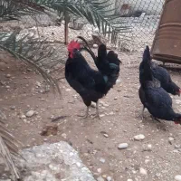 خروس سیاه ریشو