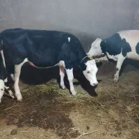 فروش تلیسه سیمنتال|حیوانات مزرعه|سراب, |دیوار