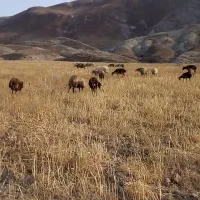 ۲۰ راس میش بره