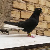 کفتر سیاه دمب سفید نر سرکه ای ماده