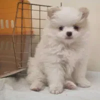 سگ پامرانین   پامر