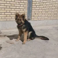 فروش سگ ژرمن۹ماهه