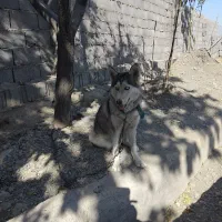 سگ هاسکی ماده