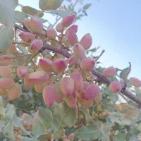 پسته اکبری خیس تازه امسالی ارسال به سراسر ایران|حراج|اصفهان, ابر|دیوار
