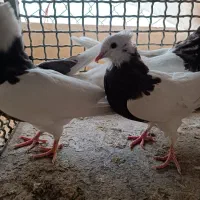 طوقی سرکه ای|پرنده|فلاورجان, |دیوار