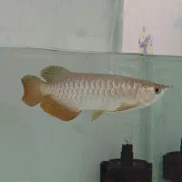 ماهی اروانا هایبک بلوبیس سایز +۲۵