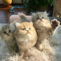 مجموعه گربه های دارای بازدید