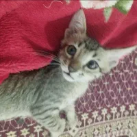 واگذاری بچه گربه دو ماهه نر رایگان