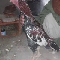 خروس لاری اصیل