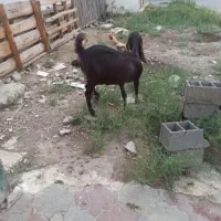 بز چاق چله ماده