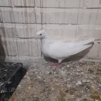 ماده سفید|پرنده|پلدختر, |دیوار