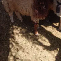 بره