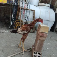 جوجه خوروس و مرغ لاری|حیوانات مزرعه|گنبد کاووس, |دیوار