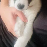 واگذاری توله ۳ ماهه ماده