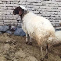 قوچ گردن بور