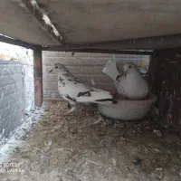 10عدد کفتر کنجه بر