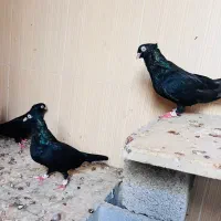سیا ابدانی|پرنده|بندر گناوه, |دیوار