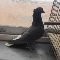 چندتا کفتر رنگی درجه یک