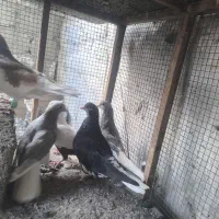 کبوتر رنگی|پرنده|آبپخش, |دیوار