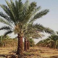 خوشه میبرم