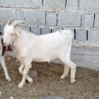 کهره نره|حیوانات مزرعه|برازجان, |دیوار