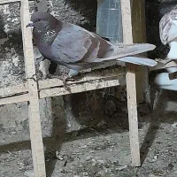 کبوتر|پرنده|کوهدشت, |دیوار