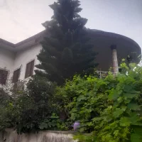 کاج نوئل ۲۰ ساله
