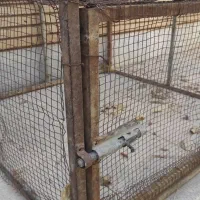 قفس ۱×۱ با تخفیف ویژه تا ساعت ۱۲ امشب|لوازم جانبی حیوانات|میبد, |دیوار