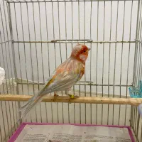 فروش قناری نر سینه سرخ آماده جفت