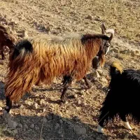 ۳۶۰۰۰۰۰۰|حیوانات مزرعه|آبدانان, |دیوار