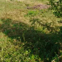 397زمین مسکونی سندتکبرگ مالک نیاز مالی شدیدفوری