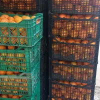 فروش پرتغال تامسون تازه چیده