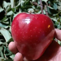 احداث باغ اینده دار بابهترین ارقام نهال