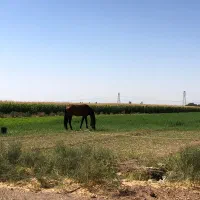 اسب ۳ ساله|اسب و تجهیزات اسب‌سواری|قزوین, |دیوار