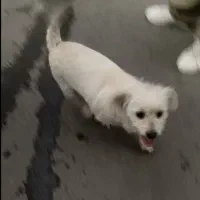 واگذاری اشپیتز