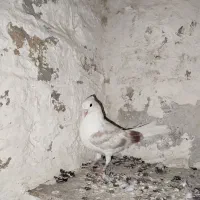 جوجه پشتدار سرور