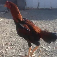 ۴ عدد خروس لاری شش ماهه دونک بالا سالم