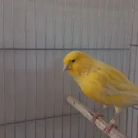 قناری قرص بلند دهن سهره