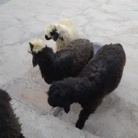 فروش سه عدد بره وزن حدود ۴۵ کیلو