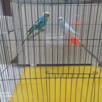 فروش مرغ عشق