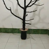 درخت ویترینی