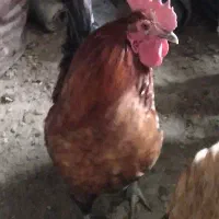 خروس گلین اصیل|حیوانات مزرعه|شهریار, شهرک بهاران (ویره)|دیوار