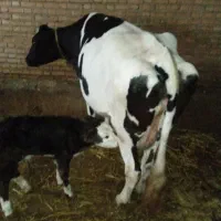 گاو هلشتاین جوان با گوساله درجه یک ماده 20کیلو شیر