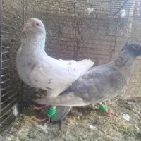 بارکبوتر