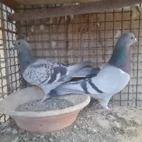 کبوتر|پرنده|مبارکه, |دیوار