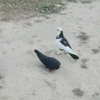 کبوتر
