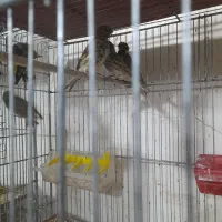 خرید فروش انواع پرنده زینتی|پرنده|سیرجان, |دیوار